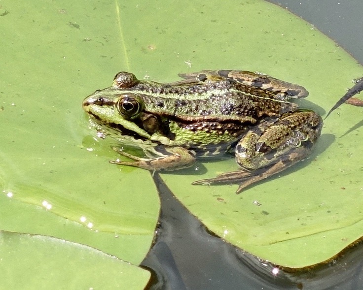 frog